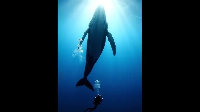 bt天堂在线资源种子 - 深蓝星球：探索海洋深处的未知世界